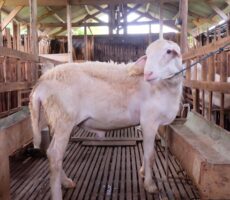 cara menternak kambing