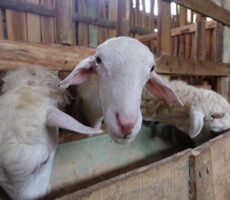 Cara Penjagaan Kambing Dari Segi Pemakanan, Kesihatan Dan kebersihan cara penjagaan kambing