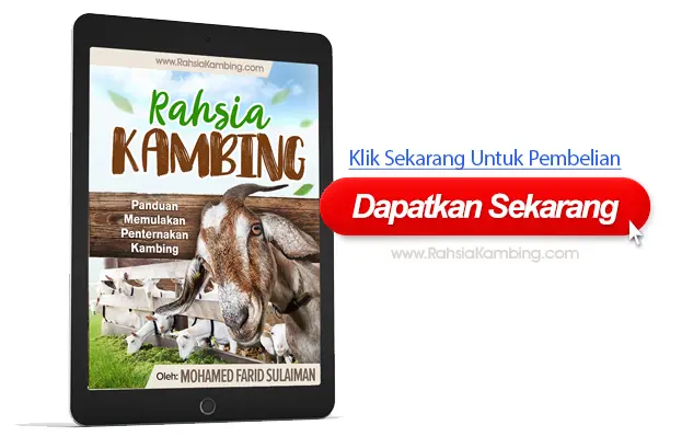 cara ternak kambing 7