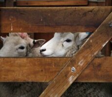 9 Masalah Penternakan Kambing Dan Cara Mengatasinya masalah penternakan kambing